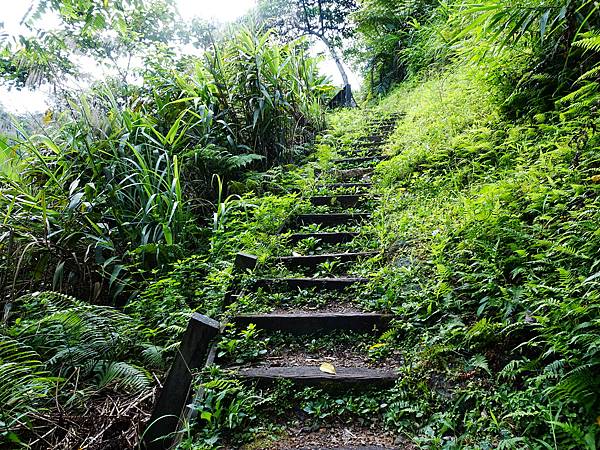 《新北市坪林》金瓜寮魚蕨步道(第一段)夏日清涼遊 2