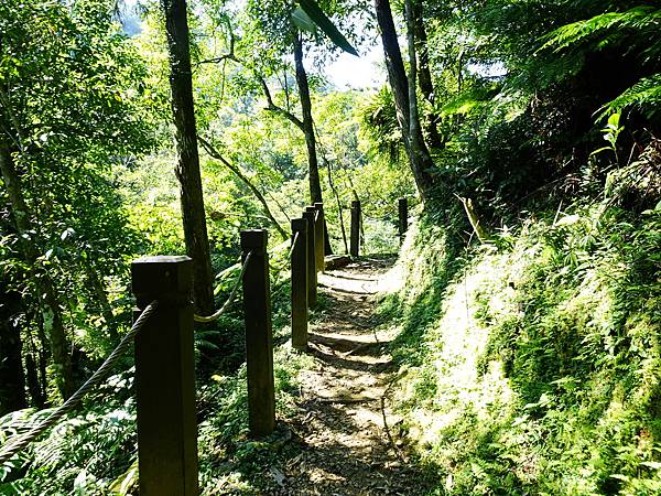 《新北市坪林》金瓜寮蕨類步道(第二段)夏日清涼遊 3