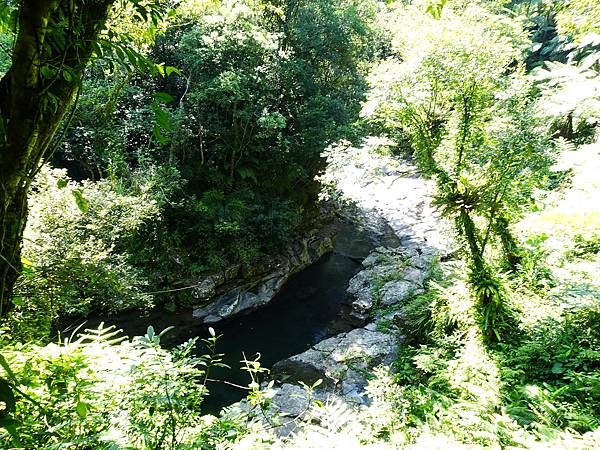 《新北市坪林》金瓜寮蕨類步道(第二段)夏日清涼遊 3