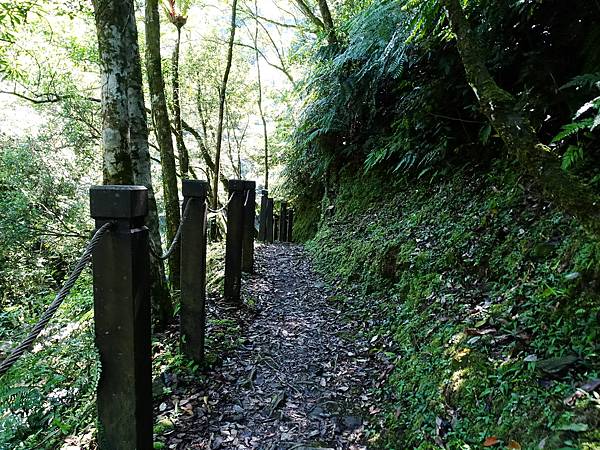 《新北市坪林》金瓜寮蕨類步道(第二段)夏日清涼遊 3