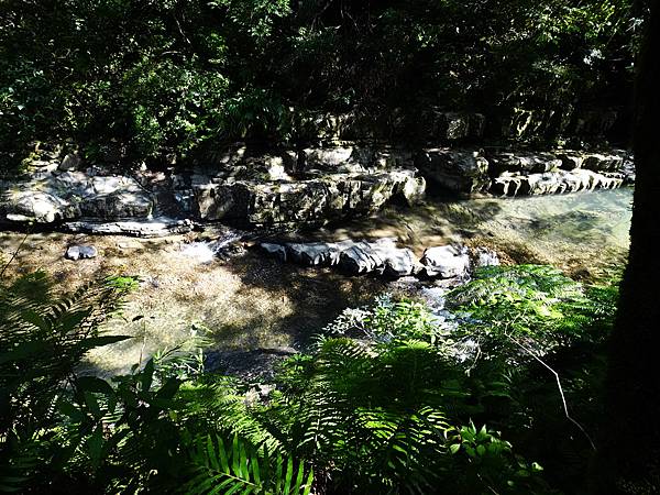 《新北市坪林》金瓜寮蕨類步道(第二段)夏日清涼遊 3