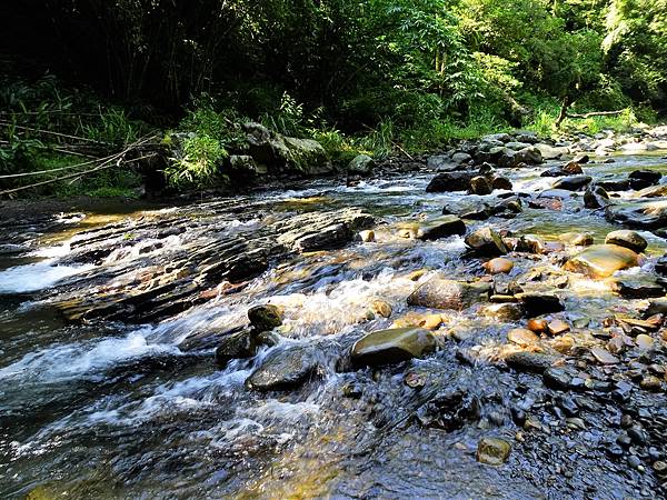 《新北市坪林》金瓜寮蕨類步道(第二段)夏日清涼遊 3