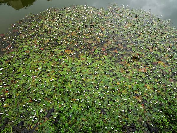 《台北市》永春陂生態濕地公園、虎山峰~虎山環狀步道1，半日漫