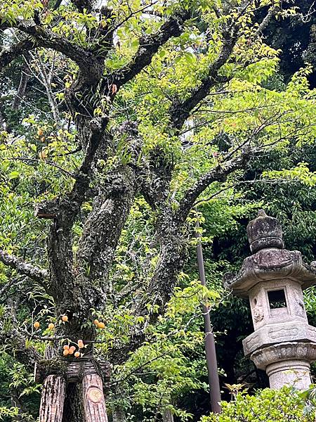 《日本》1千葉自由行~昭和之森、成田新勝寺、美食及費用統計~