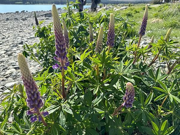 《紐西蘭南北島》1南島/行前注意事項、亞芳河、夢娜維爾花園、