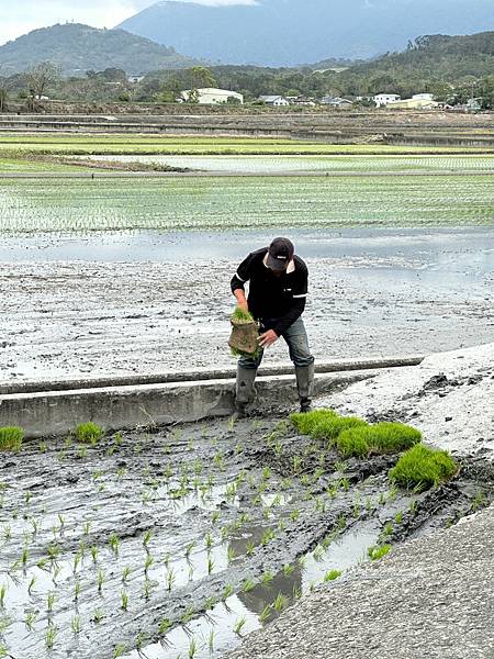 《台東縣》自由行1~池上:旭語民宿、大波池、伯朗大道、餐食及