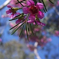 春神來了.JPG