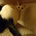 這是另外一個客人的貓咪 他叫做阿牛
