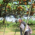 20140920-TEN Drum pear picking (3).JPG