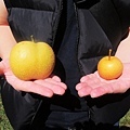 20140920-TEN Drum pear picking (8).JPG