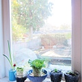 mini window garden- 窗台.jpg