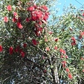 bottle brush flower