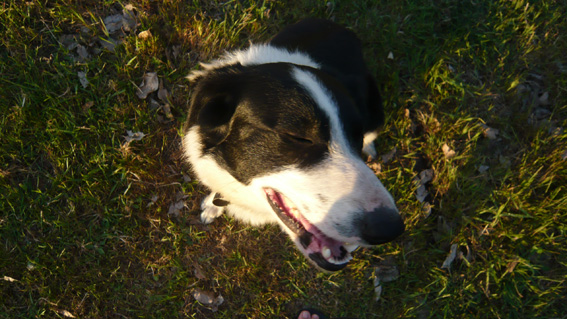 sheep dog bobby