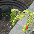 THE tomato tree at my kitchen