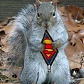 super_squirrel.bmp