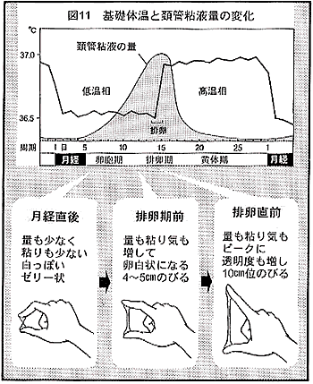 体温 生理 直前