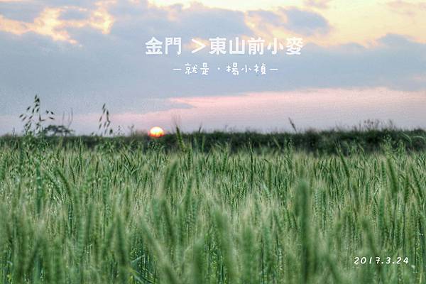 小麥15.jpg