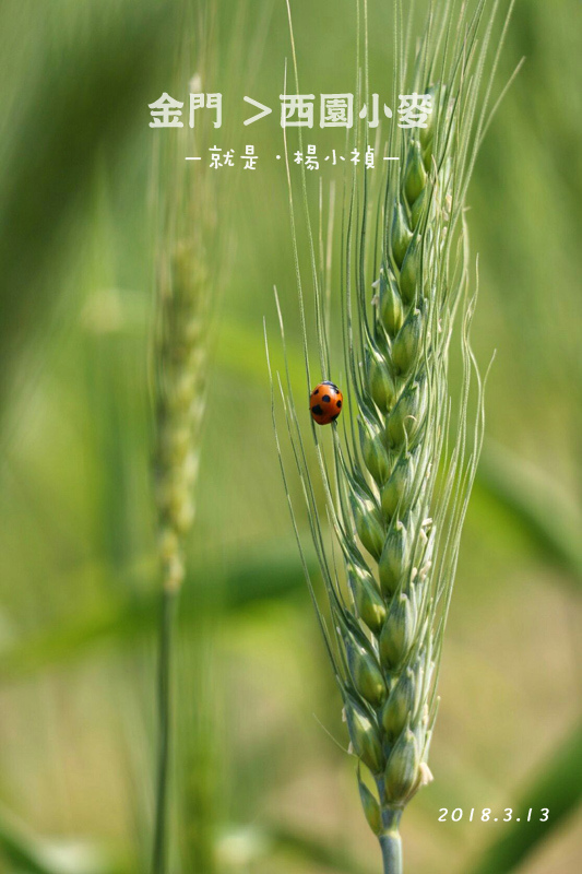 小麥17.jpg