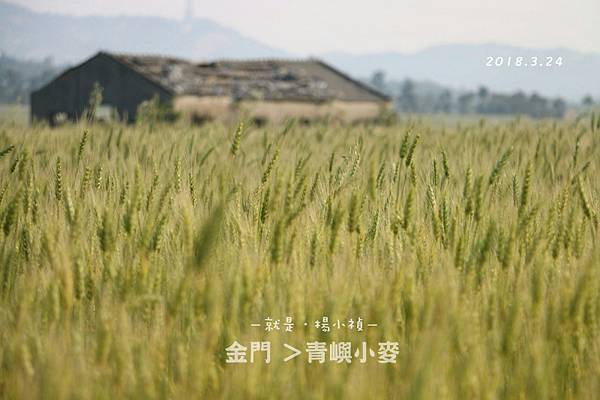 小麥19.jpg
