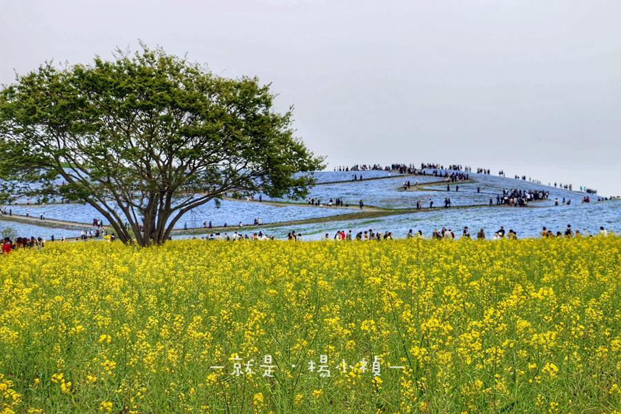 常營海濱公園12.jpg