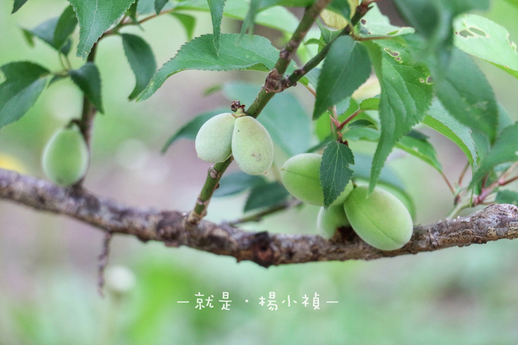 水戶偕樂園06.jpg