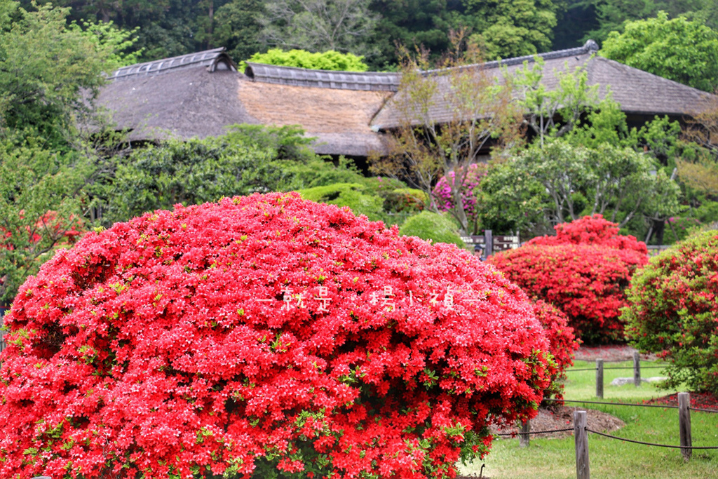 水戶偕樂園09.jpg