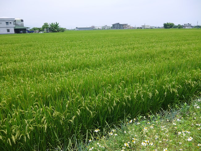 │宿。宜蘭礁溪│南洋渡假風的「波卡拉渡假會館」。田野別墅裡的飯店級禮遇