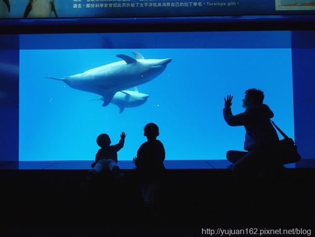 │遊。花蓮│花蓮海洋公園。親子旅行 海豚表演 晃晃海獅秀