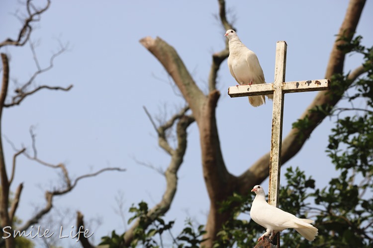 ▌桃園▌美拍秘境「富田花園農場」親子草坪、野餐、騎車、餵動物…還有萌萌草泥馬愛自拍。超殺底片！