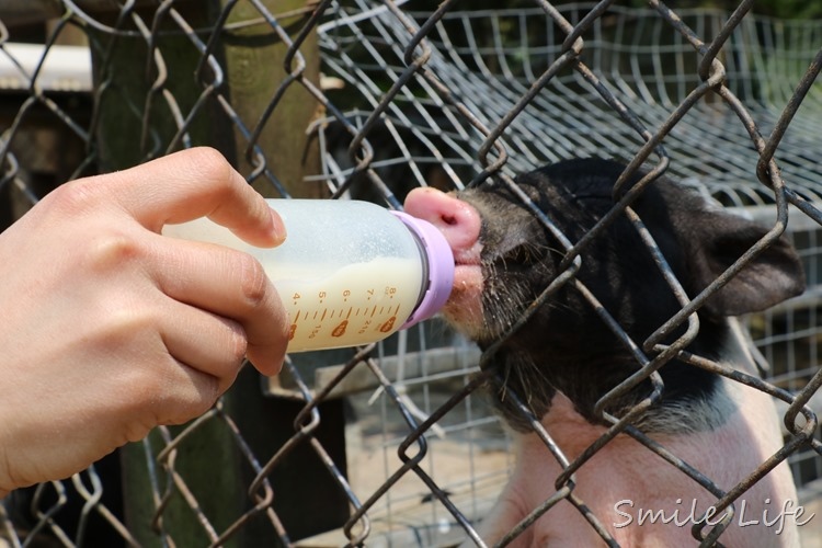 ▌桃園▌美拍秘境「富田花園農場」親子草坪、野餐、騎車、餵動物…還有萌萌草泥馬愛自拍。超殺底片！