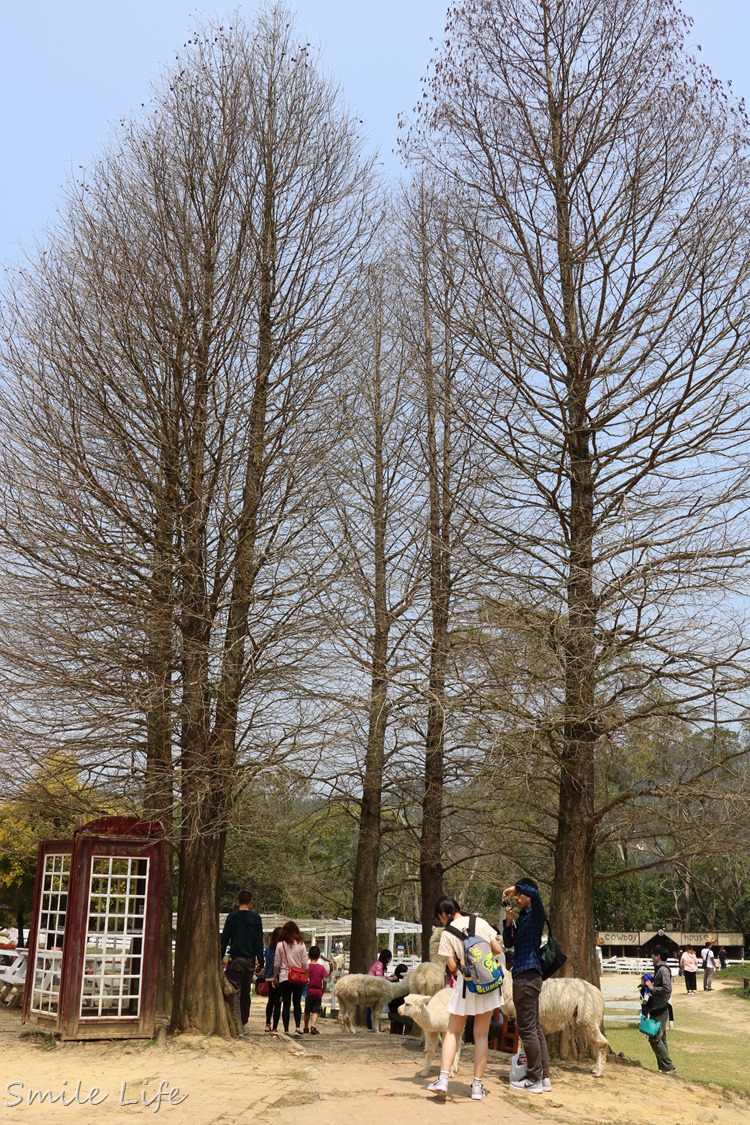 ▌桃園▌美拍秘境「富田花園農場」親子草坪、野餐、騎車、餵動物…還有萌萌草泥馬愛自拍。超殺底片！