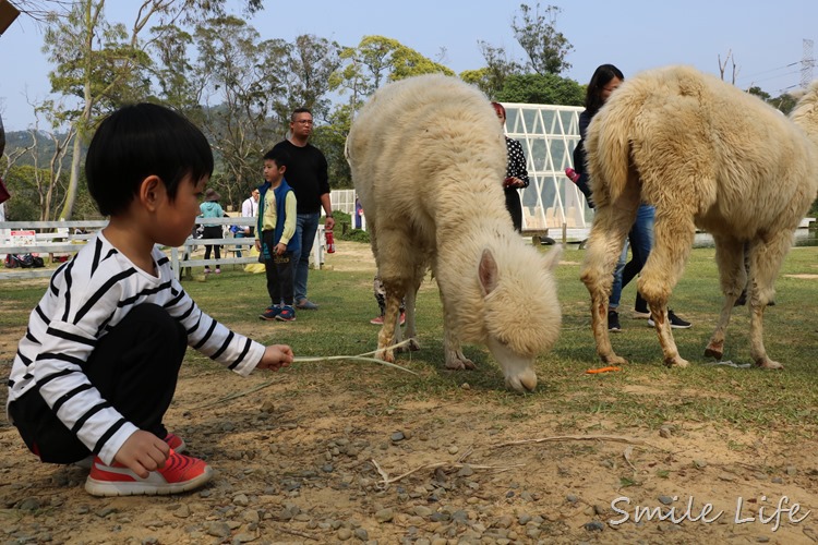 ▌桃園▌美拍秘境「富田花園農場」親子草坪、野餐、騎車、餵動物…還有萌萌草泥馬愛自拍。超殺底片！