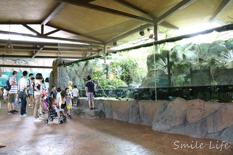 ▌新加坡▌5天4夜親子團。亞洲唯一天然雨林河川野生動物園「河川生態館」