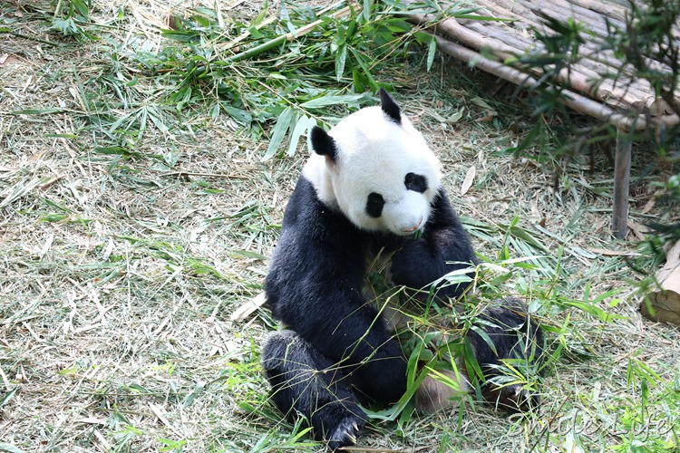 ▌新加坡▌5天4夜親子團。亞洲唯一天然雨林河川野生動物園「河川生態館」