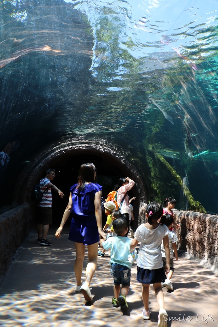 ▌新加坡▌5天4夜親子團。亞洲唯一天然雨林河川野生動物園「河川生態館」