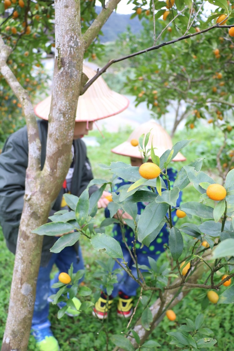 ▌宜蘭親子景點▌宜富金棗果園。小農採果+黃金蜜金棗DIY