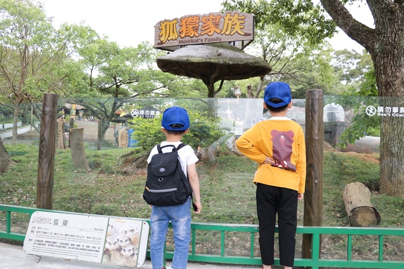 ▌親子體驗▌新竹關西六福村狐猴島。與環尾狐猴第一次親密接觸
