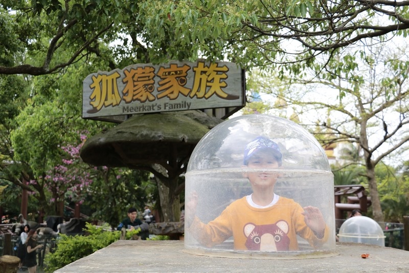 ▌親子體驗▌新竹關西六福村狐猴島。與環尾狐猴第一次親密接觸