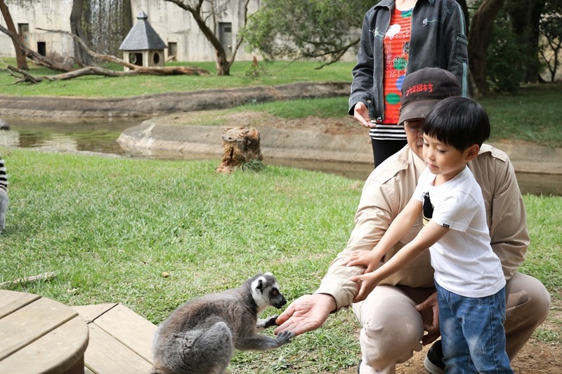 ▌親子體驗▌新竹關西六福村狐猴島。與環尾狐猴第一次親密接觸