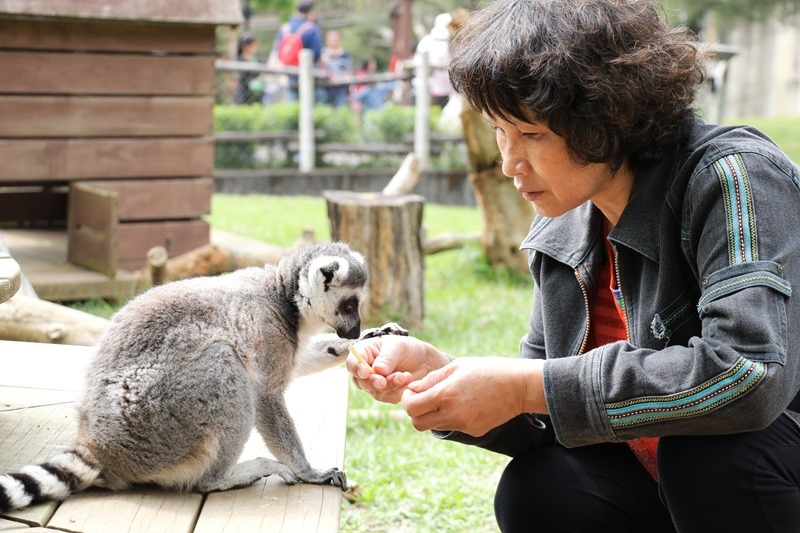 ▌親子體驗▌新竹關西六福村狐猴島。與環尾狐猴第一次親密接觸