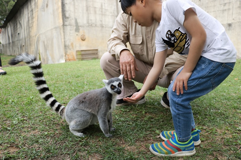 ▌親子體驗▌新竹關西六福村狐猴島。與環尾狐猴第一次親密接觸