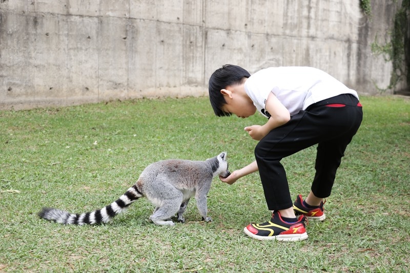 ▌親子體驗▌新竹關西六福村狐猴島。與環尾狐猴第一次親密接觸