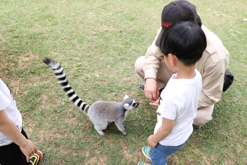 ▌親子體驗▌新竹關西六福村狐猴島。與環尾狐猴第一次親密接觸