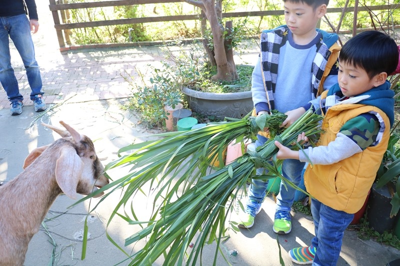 ▌桃園景點▌帶小孩餵羊咩咩、草泥馬，還有森林小火車叭叭叭。羊世界教學休閒牧場／勇伯臺灣羊餐廳