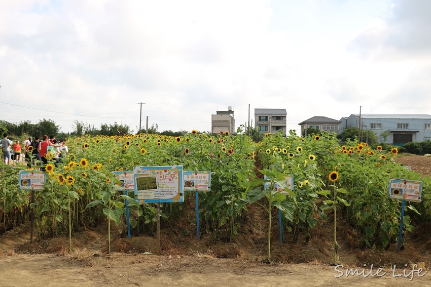 ▌桃園親子景點▌免門票。向陽農場 超美向日葵花海。採花、小火車、餵小動物、戲水、童玩遊戲…