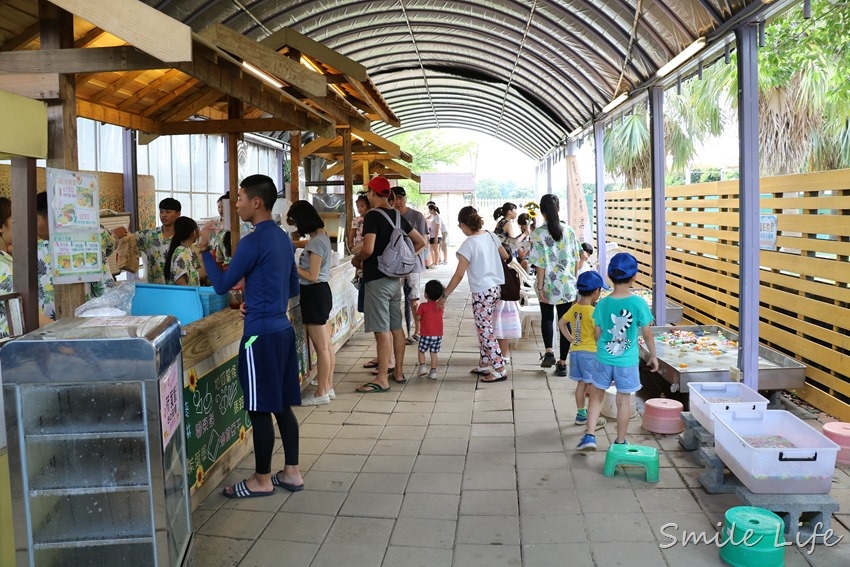 ▌桃園親子景點▌免門票。向陽農場 超美向日葵花海。採花、小火車、餵小動物、戲水、童玩遊戲…