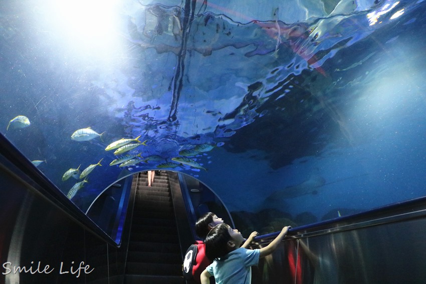 ▌花蓮景點▌暑假親子必訪「遠雄海洋公園」奇幻冒險 海盜水花派對