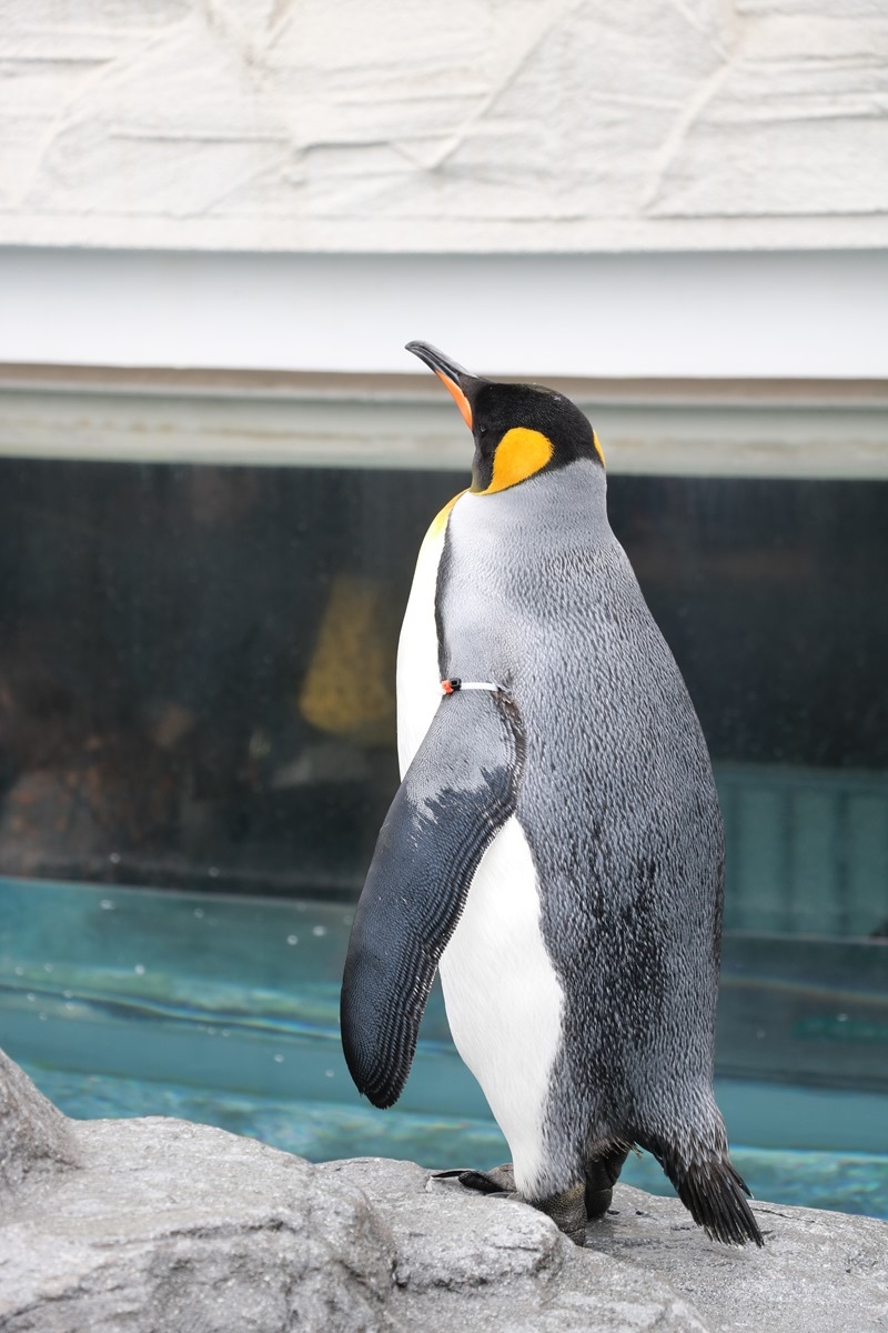 ▌北海道親子旅行5天4夜▌ Day4。旭川動物園。近距離看極地動物。冬天還能和企鵝並肩散步北國雪地