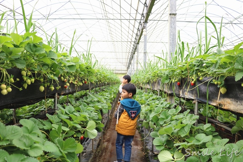 ▌親子景點▌關西高平農場 溫室有機草莓、番茄、搗麻糬、擂茶、愛玉diy。吃養生番茄火鍋