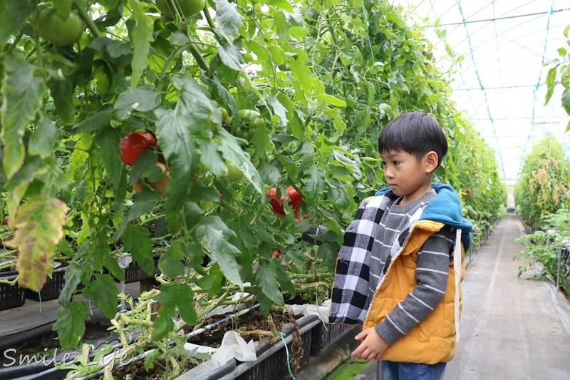 ▌親子景點▌關西高平農場 溫室有機草莓、番茄、搗麻糬、擂茶、愛玉diy。吃養生番茄火鍋